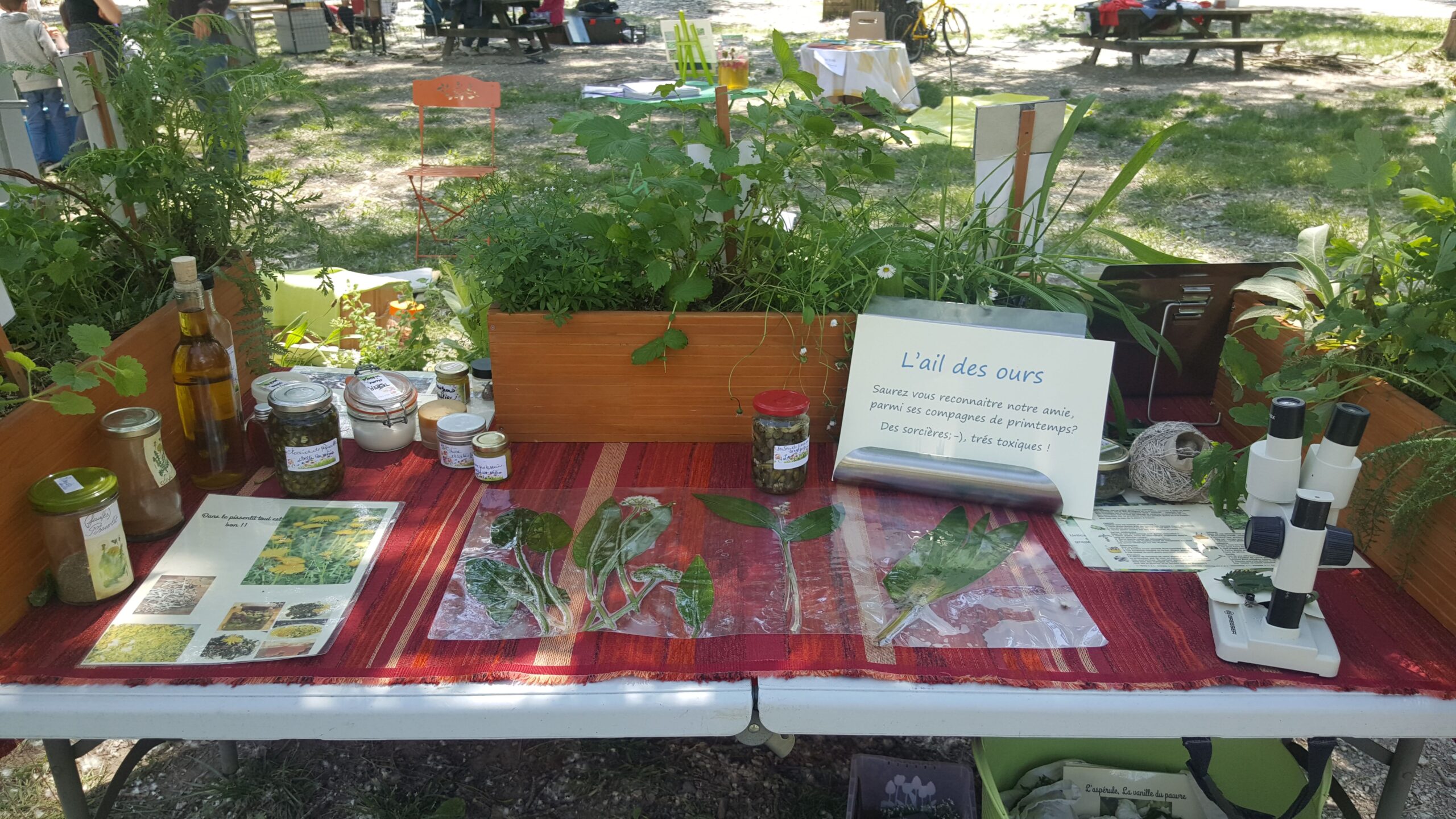 Stand plantes sauvages comestibles